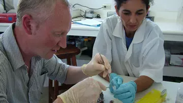 Two scientists wearing rubber gloves investigating a dead animal