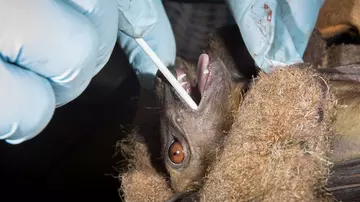 hands in blue rubber gloves taking a swab from inside of a bat's mouth