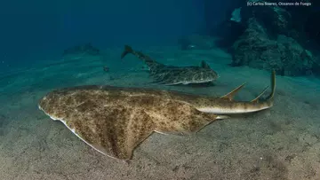 Two angel sharks on the ocean floor
