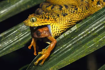 Atheris certaophora eating a frog