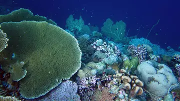 corals chago