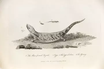 Shine-formed lizard by Sarah Stone in John White’s 'Journal of a voyage to New South Wales