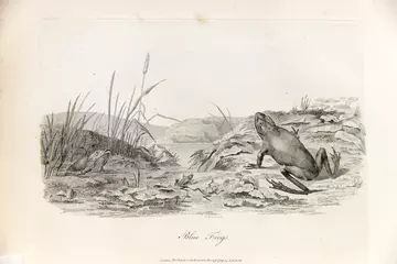 Blue frogs by Sarah Stone in John White’s Journal of a voyage to New South Wales 