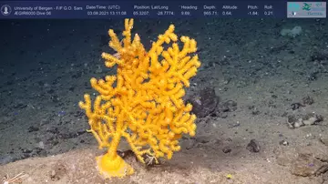 The deep-sea coral Paramuricea