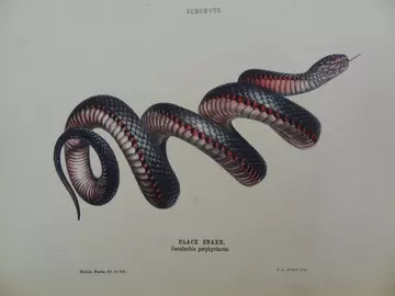 Black snake in 'The snakes of Australia' by Gerard Krefft, 1869. Lithograph by Helena Forde nee Scott.