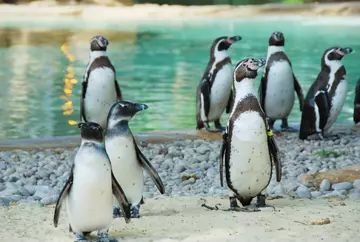 penguin beach London Zoo