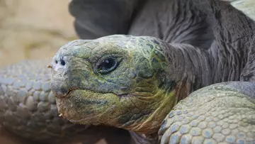 Galapagos tortoise close-up