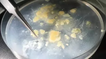 degraded egg