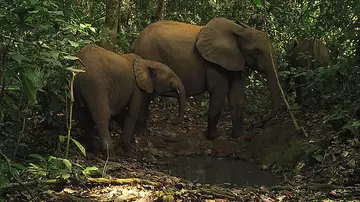 A camera trap image of two elephants in a forest