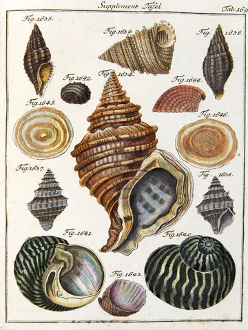 drawing_of_shells_collected_on_Cook's_expeditions
