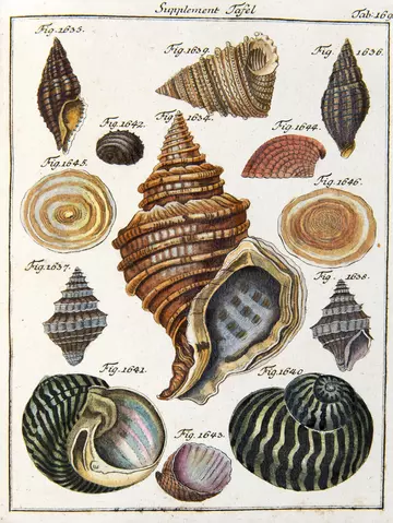 Captain Cook and Partula snails | ZSL