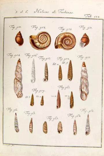 Partula otaheitana : Figure 950 and 951. Tab 112 in Martini and Chemnitz