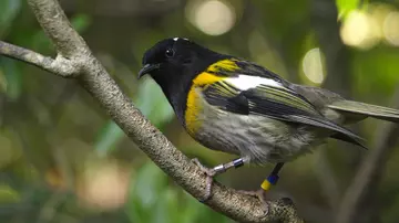 Male hihi