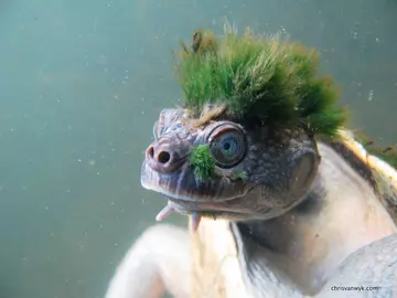 The Mary river turtle