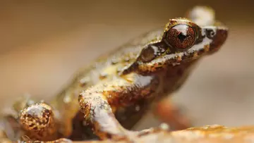 Mount Fansipan horned frog close up - small brown frog, discovered by ZSL conservationists  