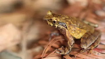 Hoang Lien horned frog close-up, discovered by ZSL conservationists 