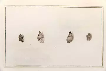 Earliest partula illustrations 