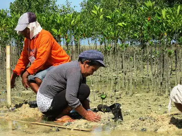 Two people planting mangrove trees as part of ZSL restoration project.