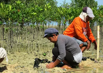 Two people planting mangrove trees as part of ZSL restoration project.