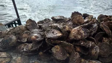 Native oyster brood stock on a boat