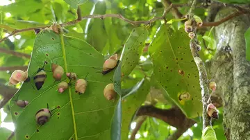 Partula varia on tree leaves