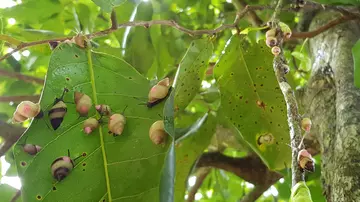 Partula varia on tree leaves