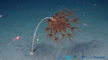 A sea pen 