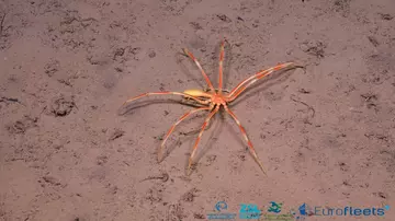 A sea spider