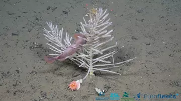 A branched carnivorous sponge surrounded by other wildlife