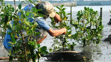 Man planting mangrove sapling in the Philippines