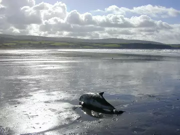 A stranded porpoise on beach in Wales