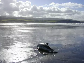 A stranded porpoise on beach in Wales