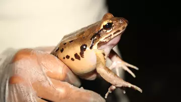 A mountain chicken frog being held during science survey in Dominica