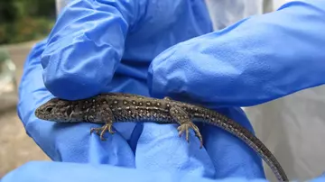 sand lizard examination in gloves