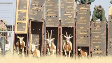 A group of Scimitar-horned oryx are returned to homelands on the edge of Sahara desert 