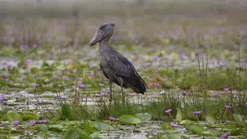 A large waterbird with a unique ‘shoe-shaped’ bill which gives it an almost prehistoric appearance