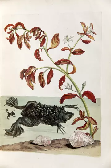 Surinam toad by Maria Merian in 'Dissertation sur la génération et les transformations des insectes de Surinam…', 1726