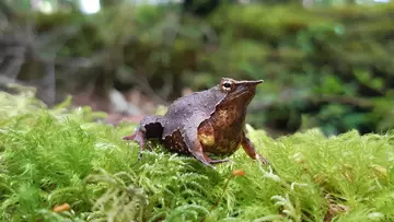 Darwin's frog