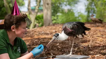 Zookeepers at ZSL London Zoo have thrown a celebratory party for one of their oldest residents