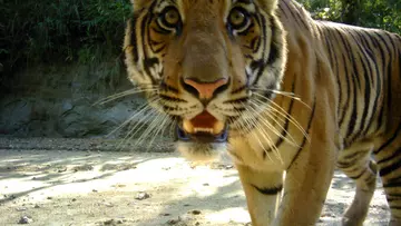 Bengal tiger camera trap close-up face