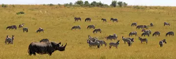 Black rhino among zebras in Kenya