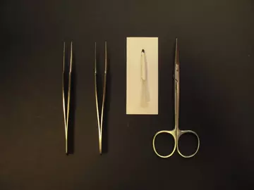 dissecting tools for egg dissection