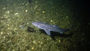 Thames Starry Smoothhound Shark