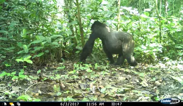 A camera trap image of a gorilla in a forest