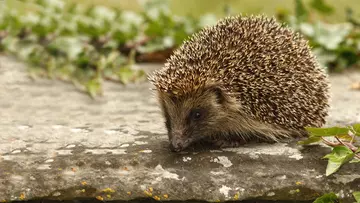 A hedgehog stops to sniff its surroundings