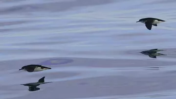 Manx shearwater birds at sea