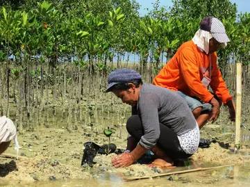 Two people planting mangrove trees as part of ZSL restoration project.