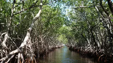 mangrove forest Philippines