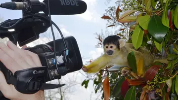 monkey leaning towards video camera