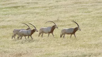 Three scimitar-horned oryxes in Chad